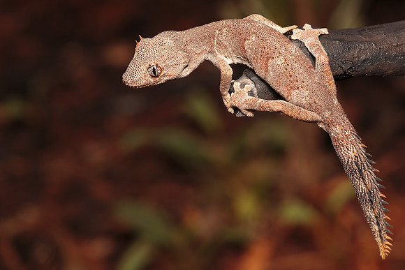 Strophurus ciliaris