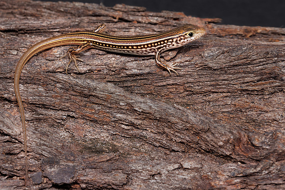 Ctenotus robustus