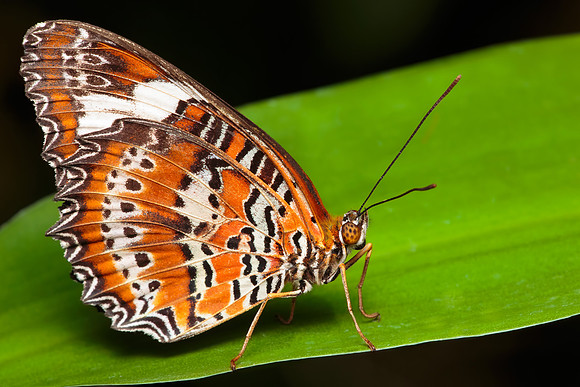 Cethosia penthesilea