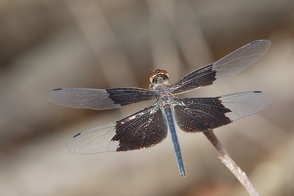 Rhyothemis braganza