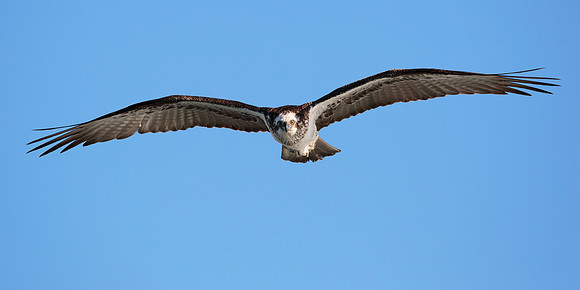 Pandion haliaetus