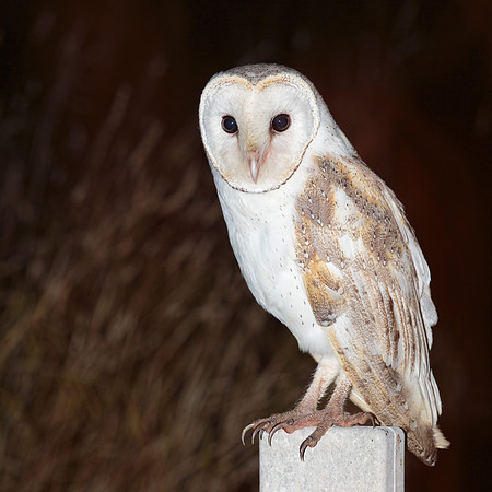 Tyto javanica