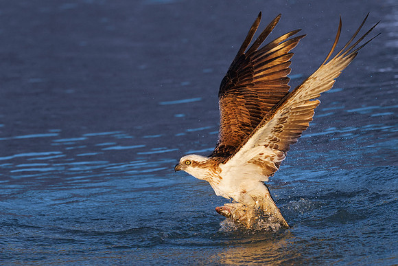 Pandion haliaetus