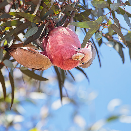Eolophus roseicapilla
