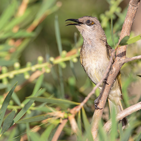 Lichmera indistincta