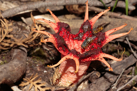 Aseroe rubra