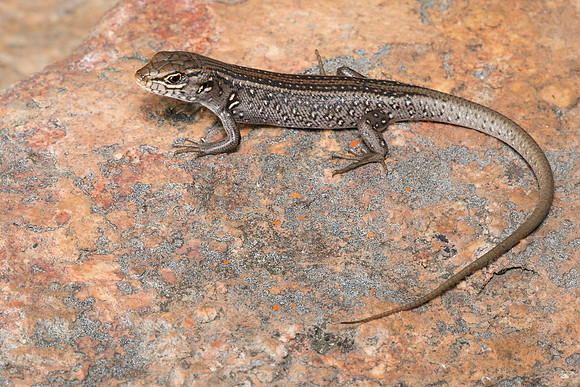 Liopholis whitii