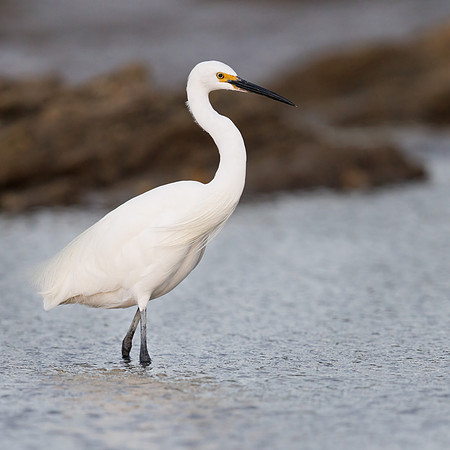 Egretta garzetta