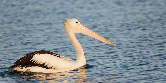 Pelecanus conspicillatus