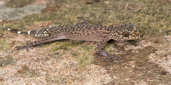 Phyllurus championae