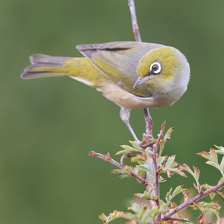 Zosterops lateralis