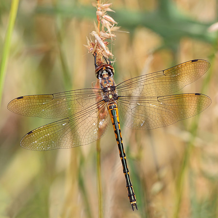 Hemicordulia australiae