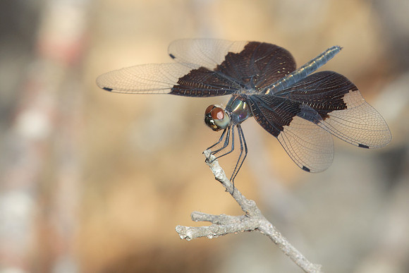 Rhyothemis braganza