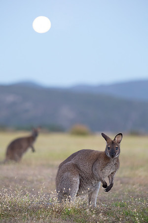 Macropus rufogriseus rufogriseus