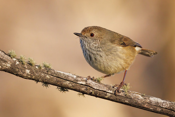 Acanthiza ewingii