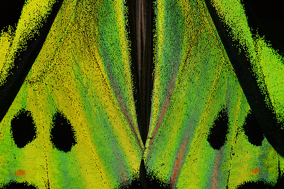 Ornithoptera euphorion